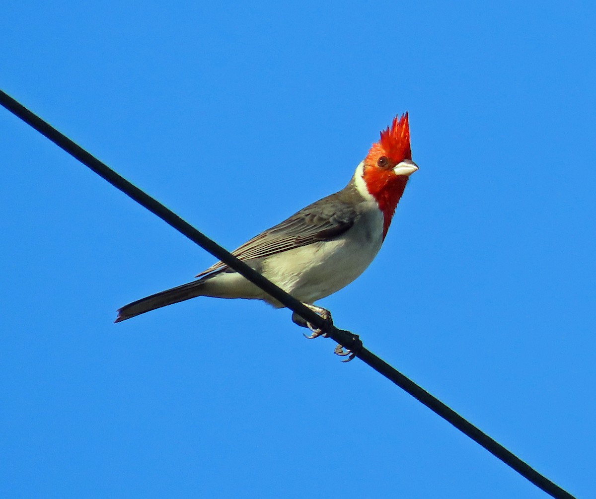 Red-crested Cardinal - ML611306537