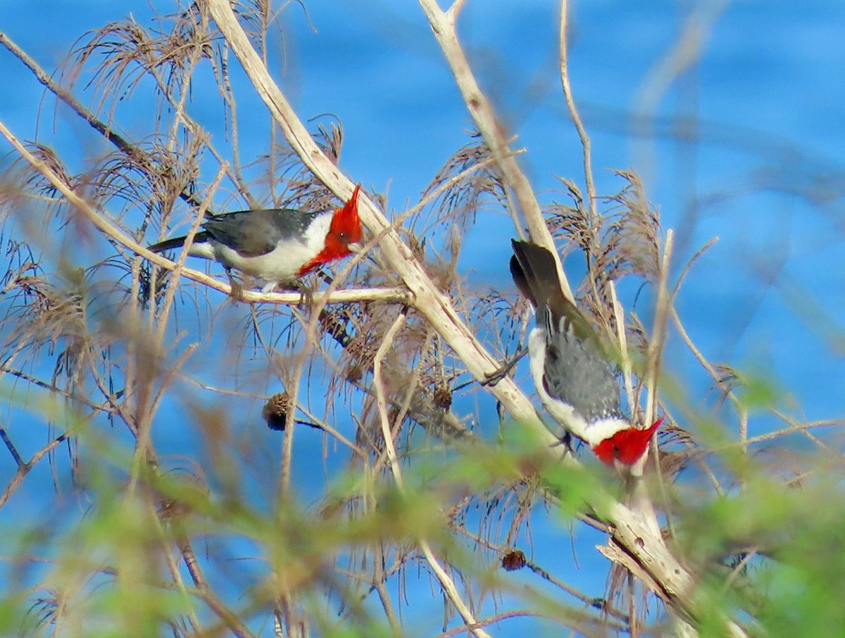 Red-crested Cardinal - ML611306539