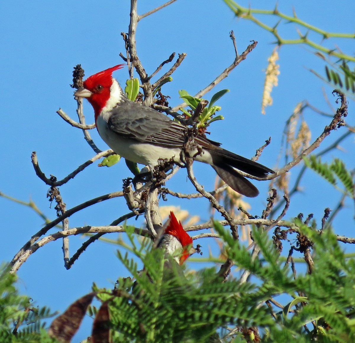 Red-crested Cardinal - ML611306540