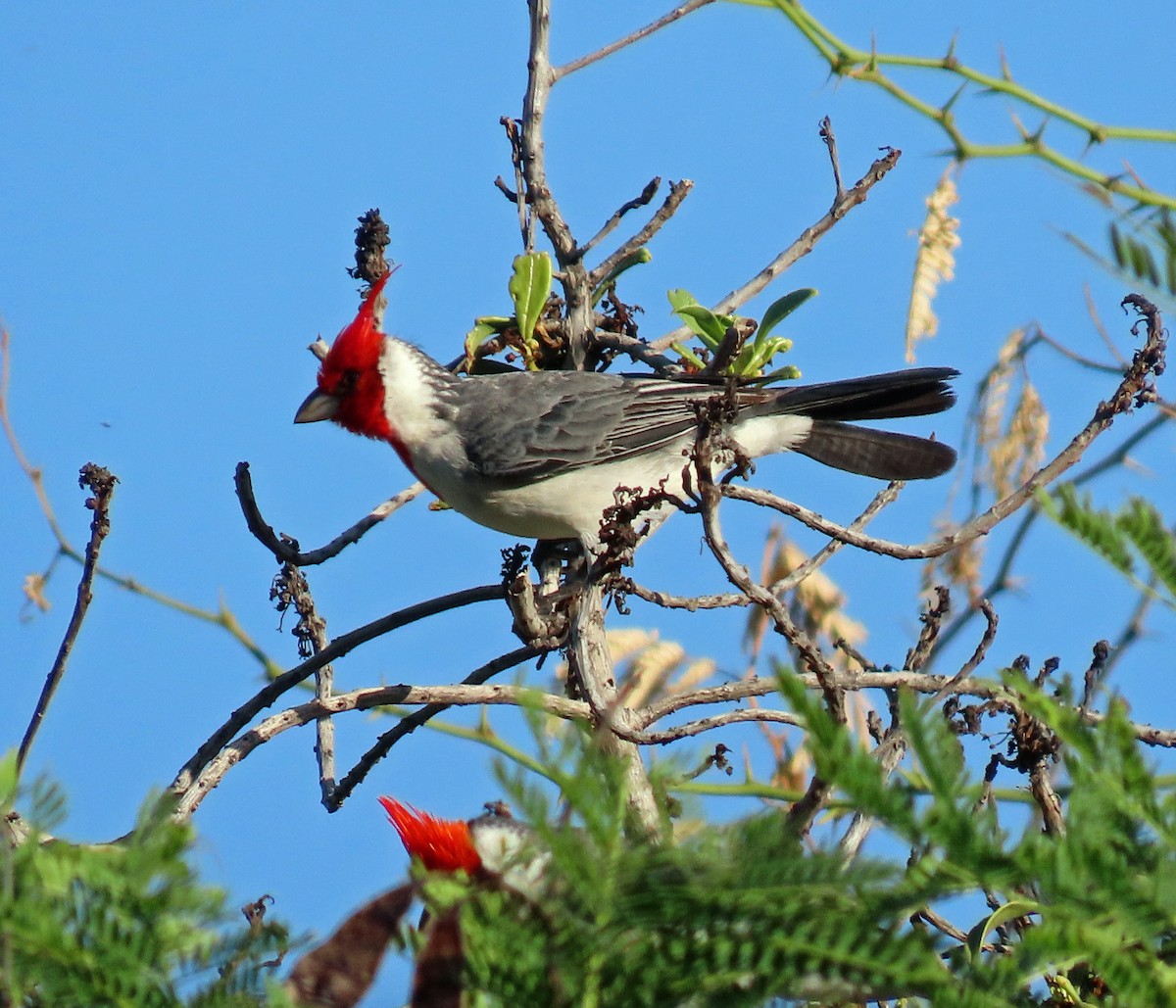 Red-crested Cardinal - ML611306541