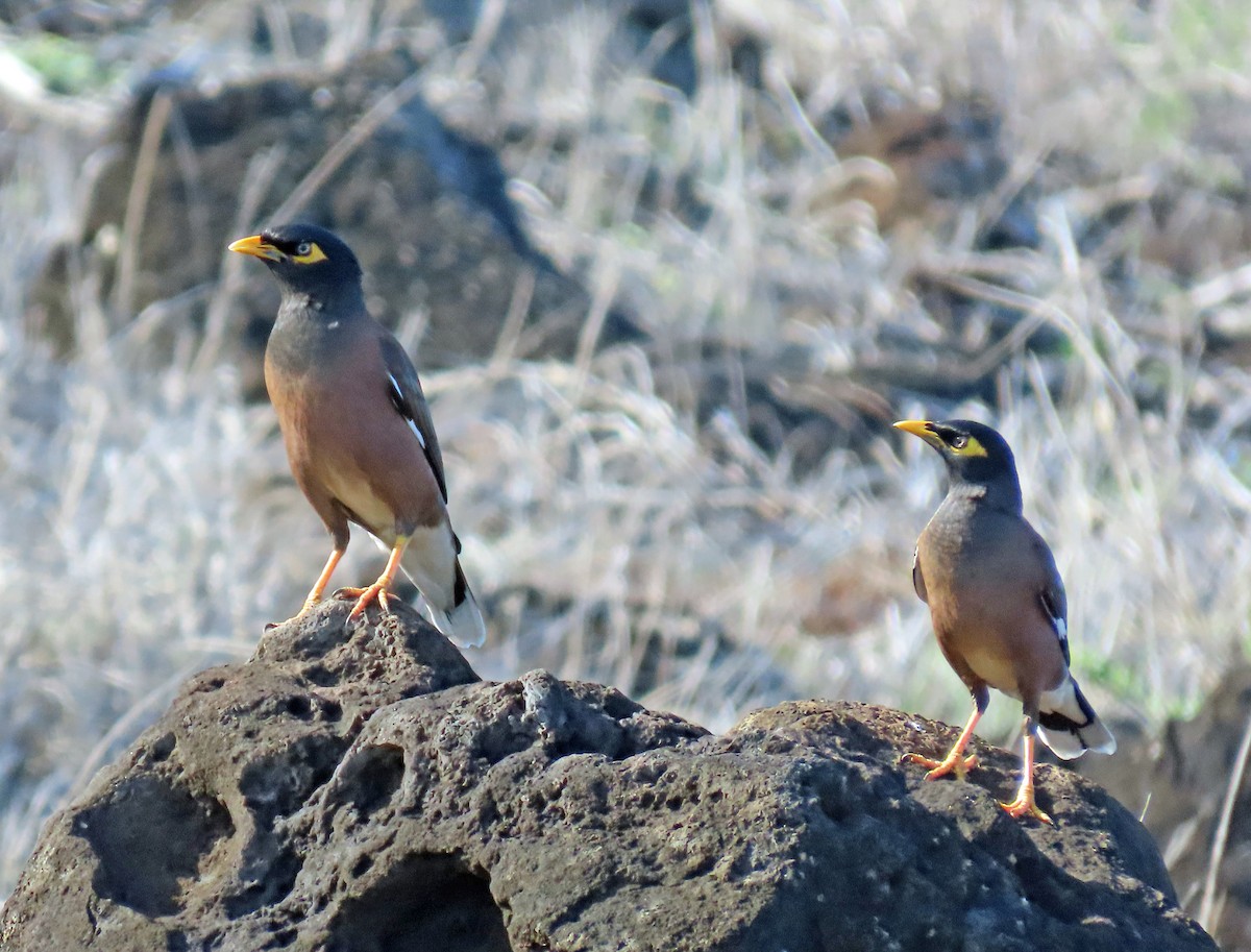 Common Myna - ML611306551