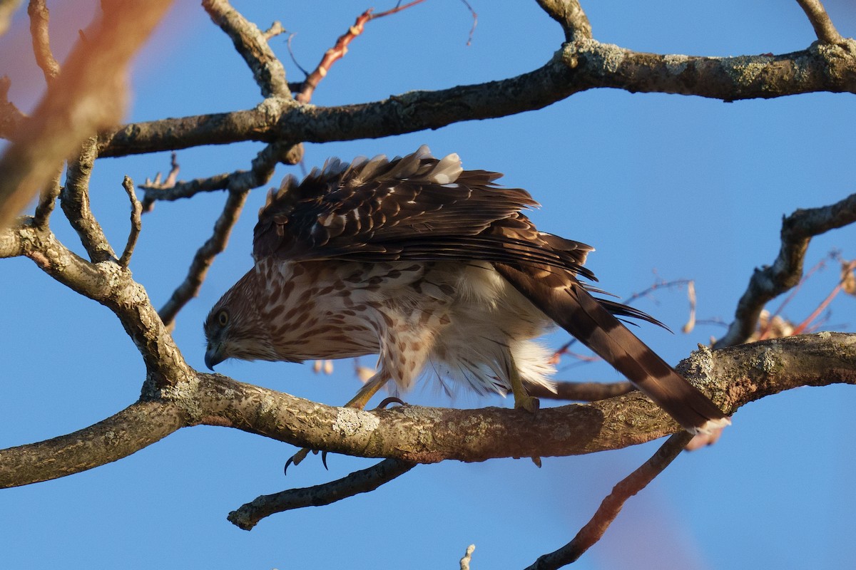 Cooper's Hawk - ML611306563