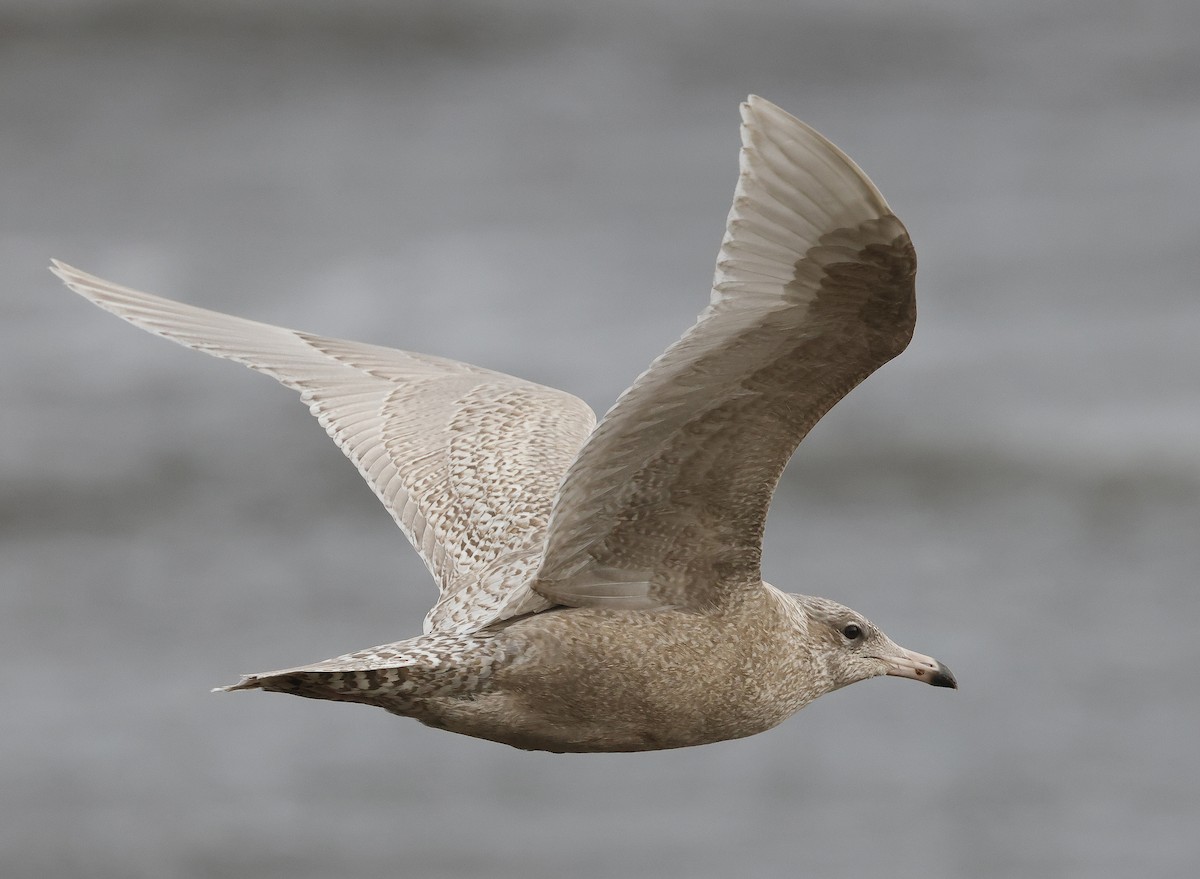 Glaucous Gull - ML611306629