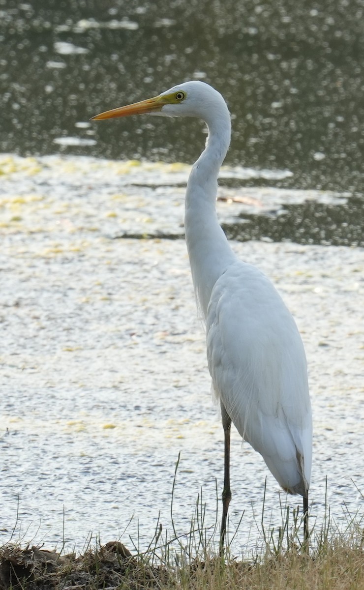 Great Egret - ML611306670