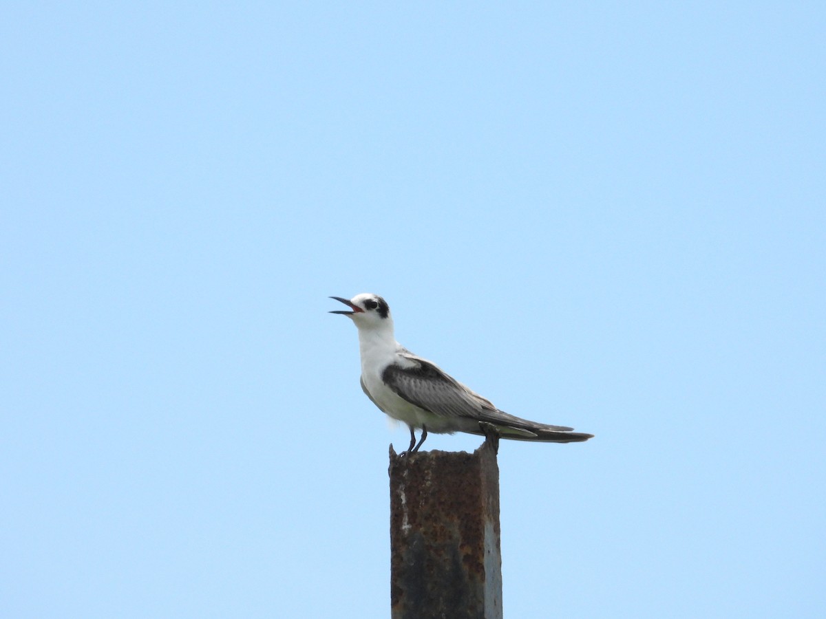 White-winged Tern - ML611306688