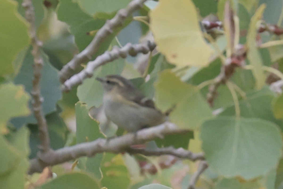 Hume's Warbler - ML611306824