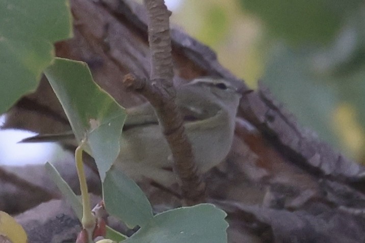 Hume's Warbler - ML611306825