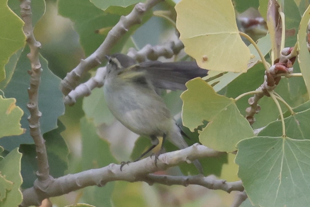 Hume's Warbler - ML611306826