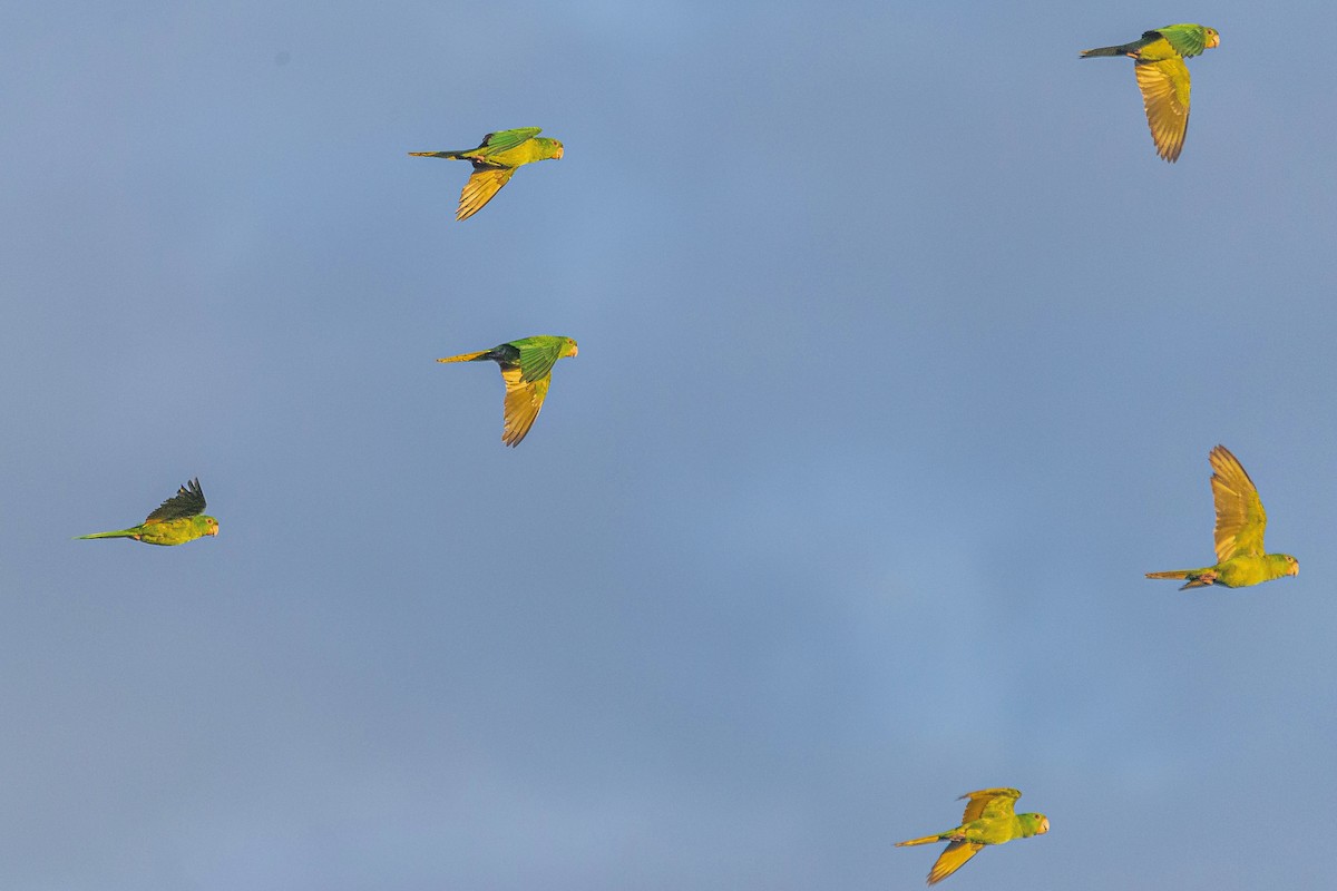 Pacific Parakeet - ML611306979