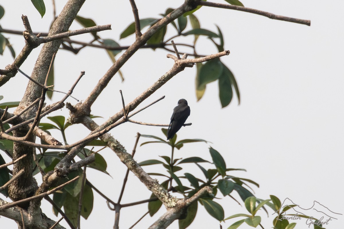 Golondrina Colicuadrada - ML611306988