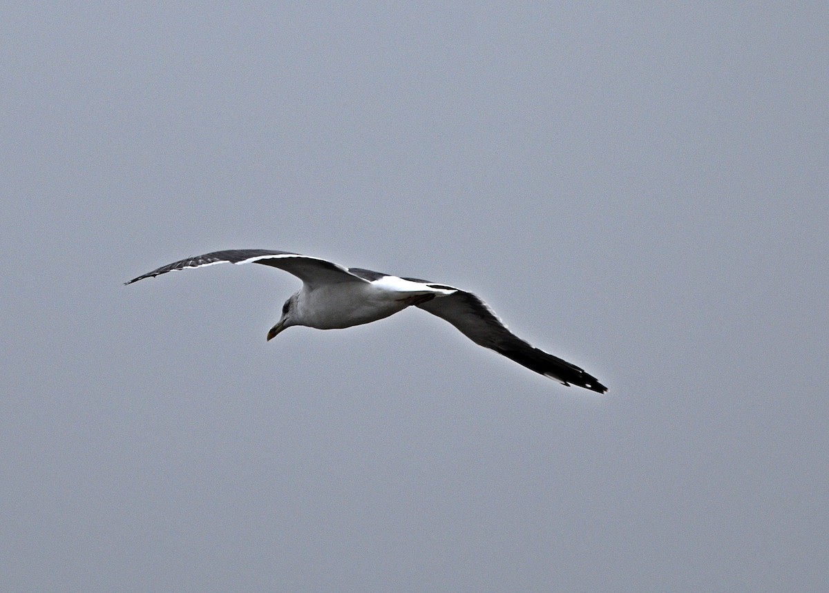 Lesser Black-backed Gull - ML611307089