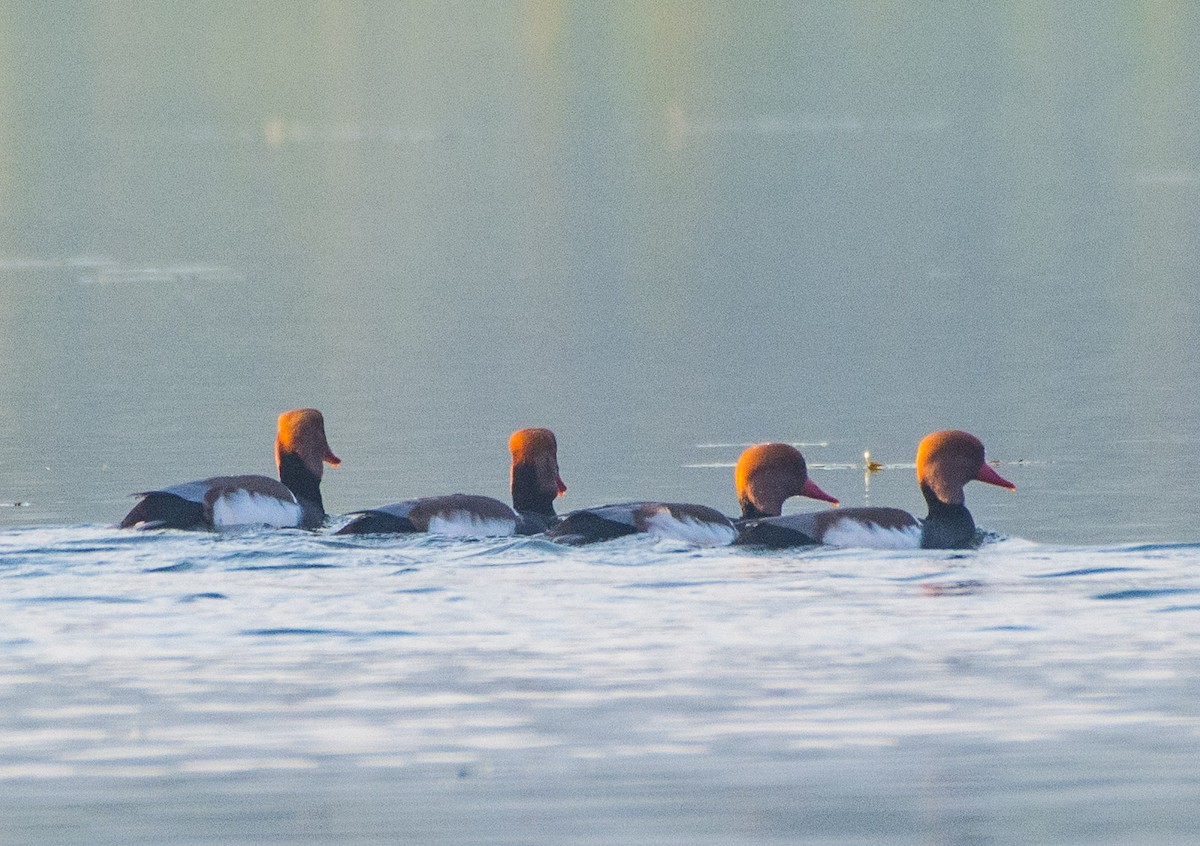 Red-crested Pochard - ML611307103