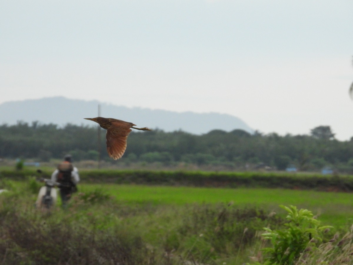 Cinnamon Bittern - ML611307116