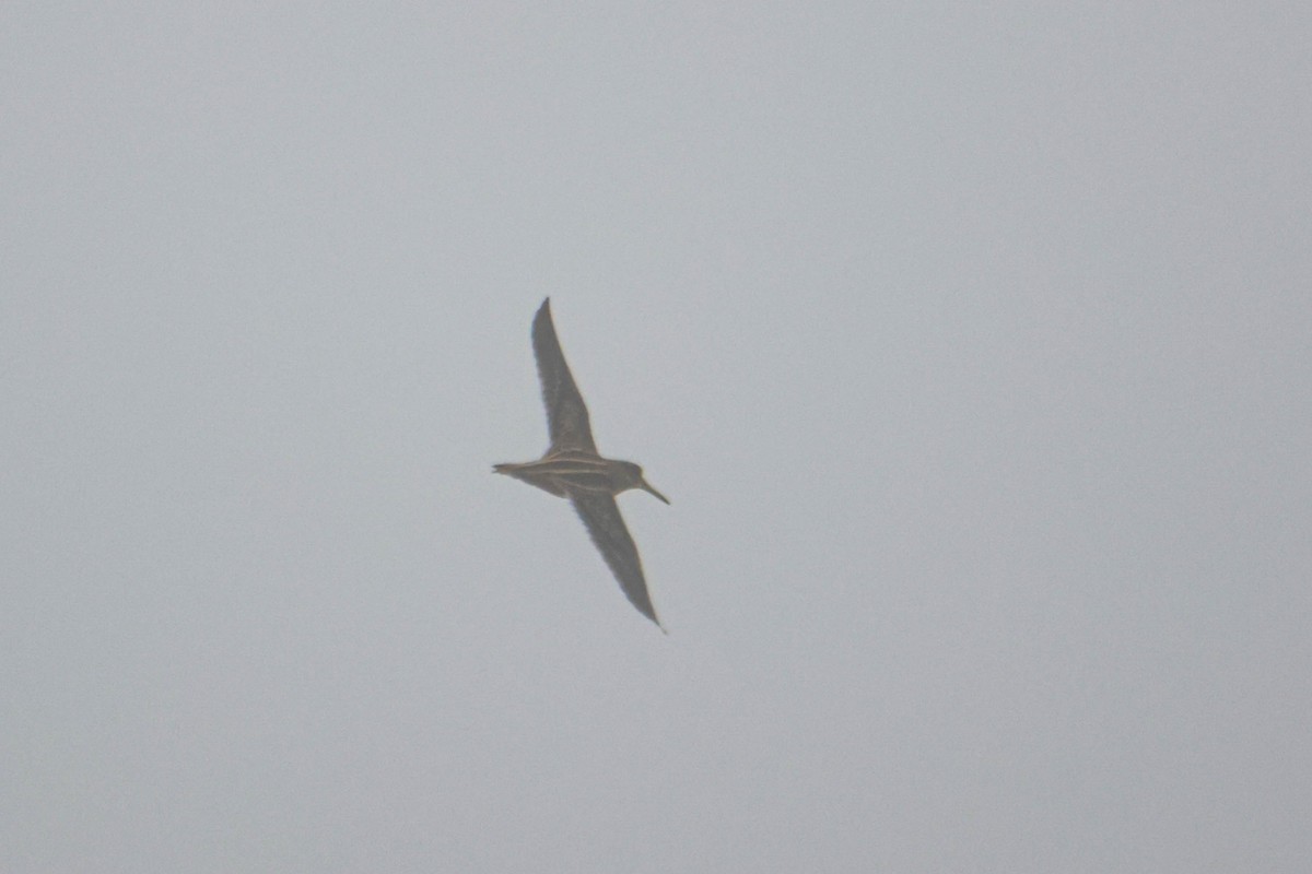 Jack Snipe - ML611307193