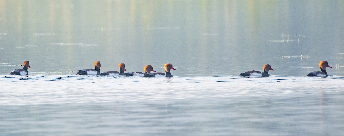 Red-crested Pochard - SWARUP SAHA