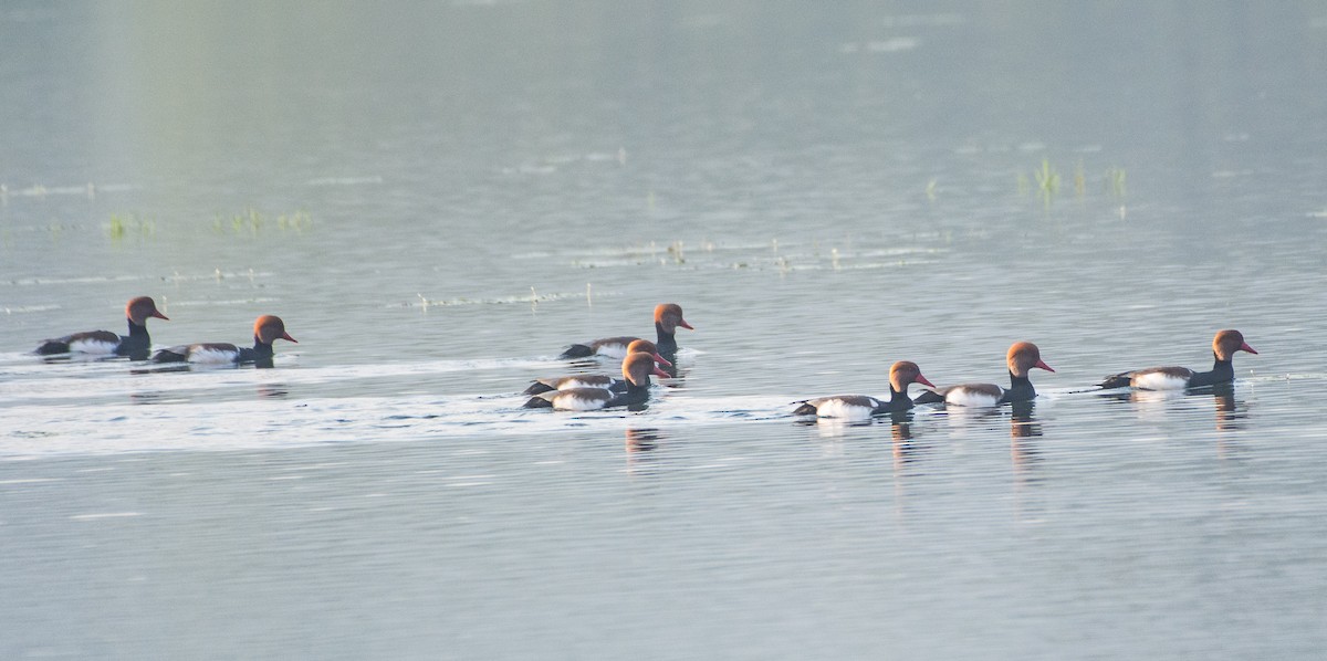 Red-crested Pochard - SWARUP SAHA