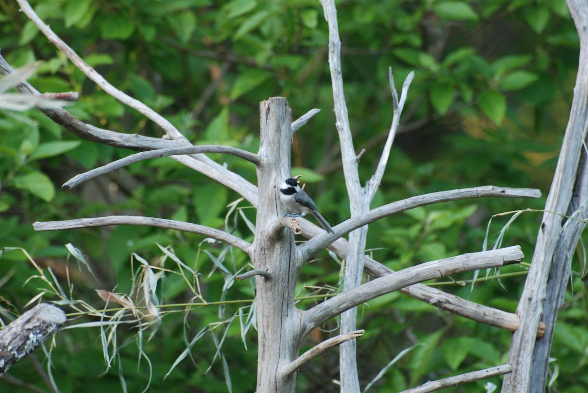 Carolina Chickadee - ML611307307