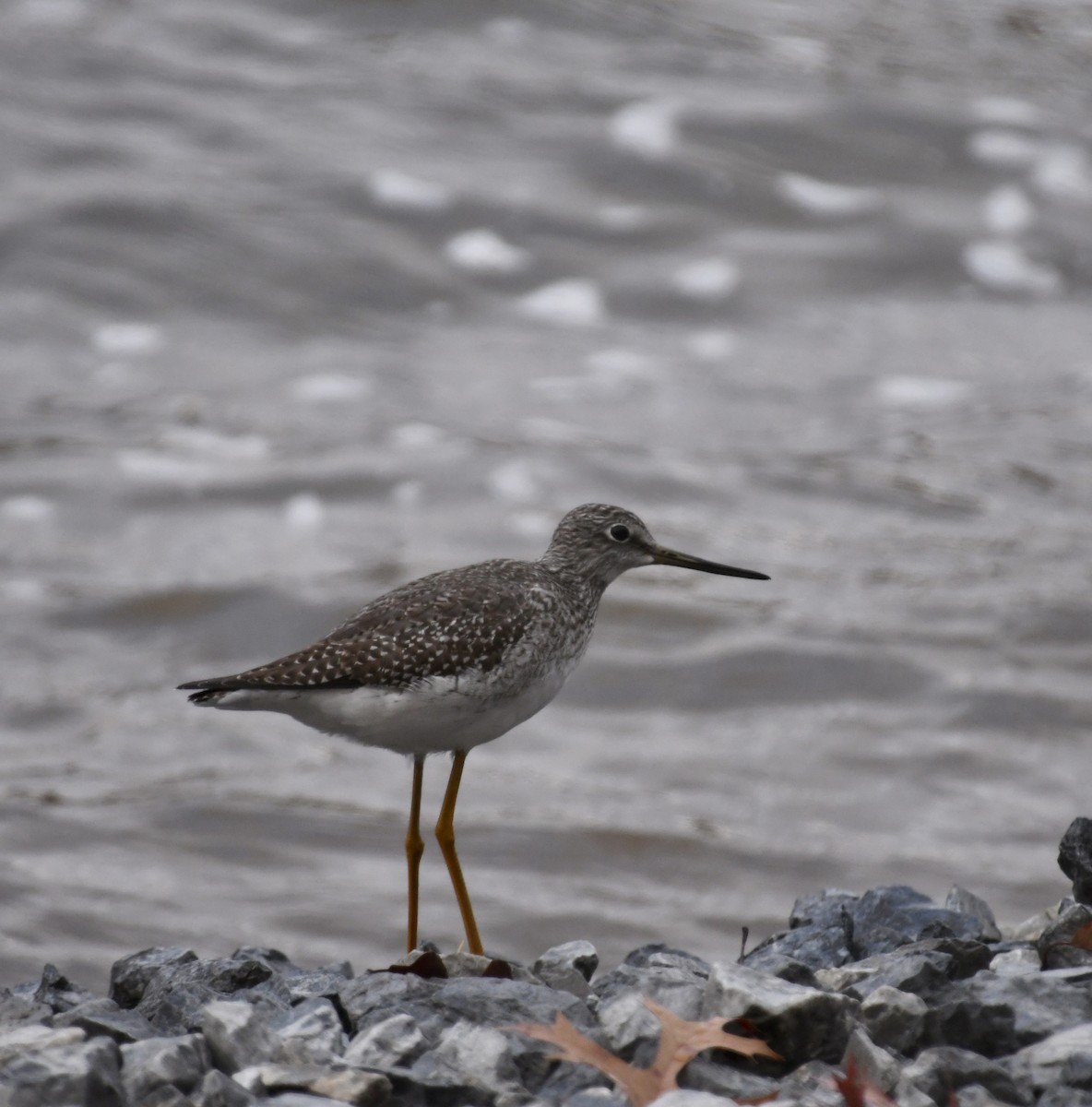 Greater Yellowlegs - ML611307321