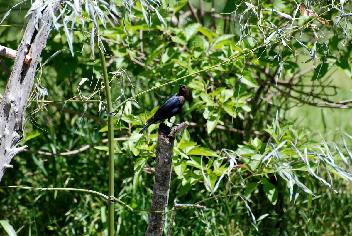 Brown-headed Cowbird - ML611307408