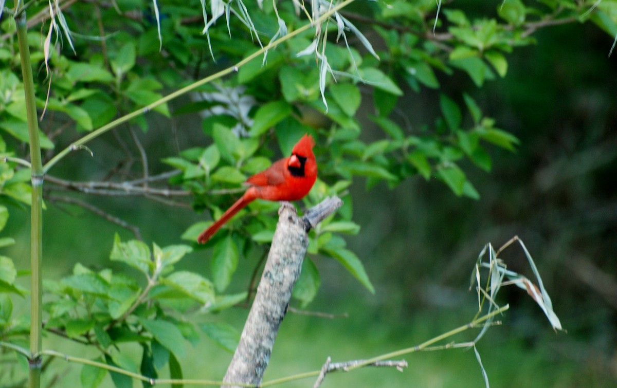 Northern Cardinal - ML611307420