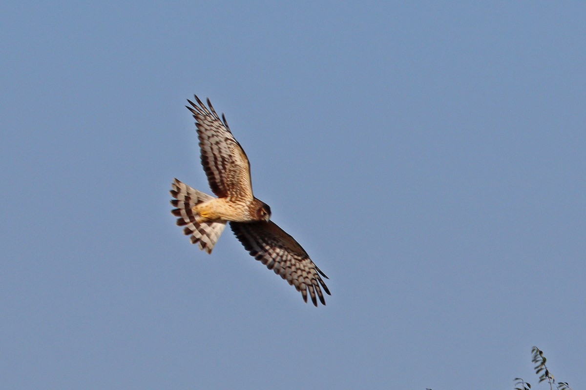 Northern Harrier - Colin Sumrall