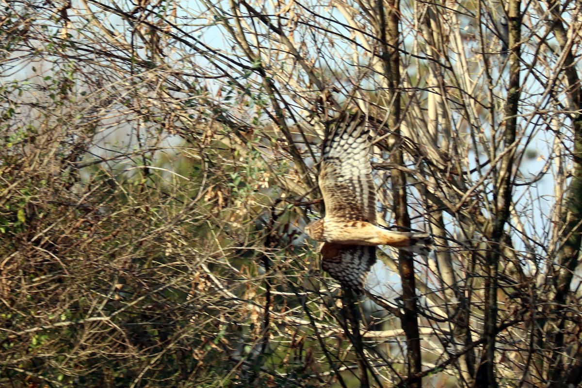 Northern Harrier - Colin Sumrall