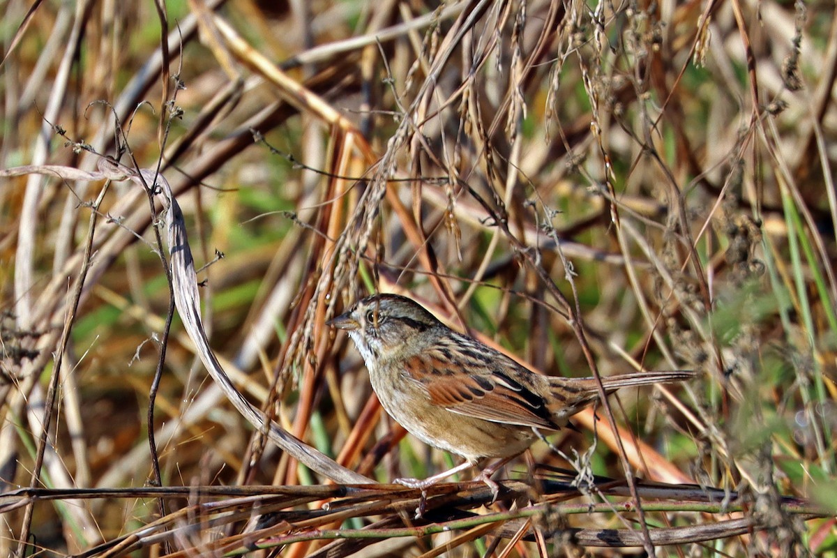 Swamp Sparrow - Colin Sumrall