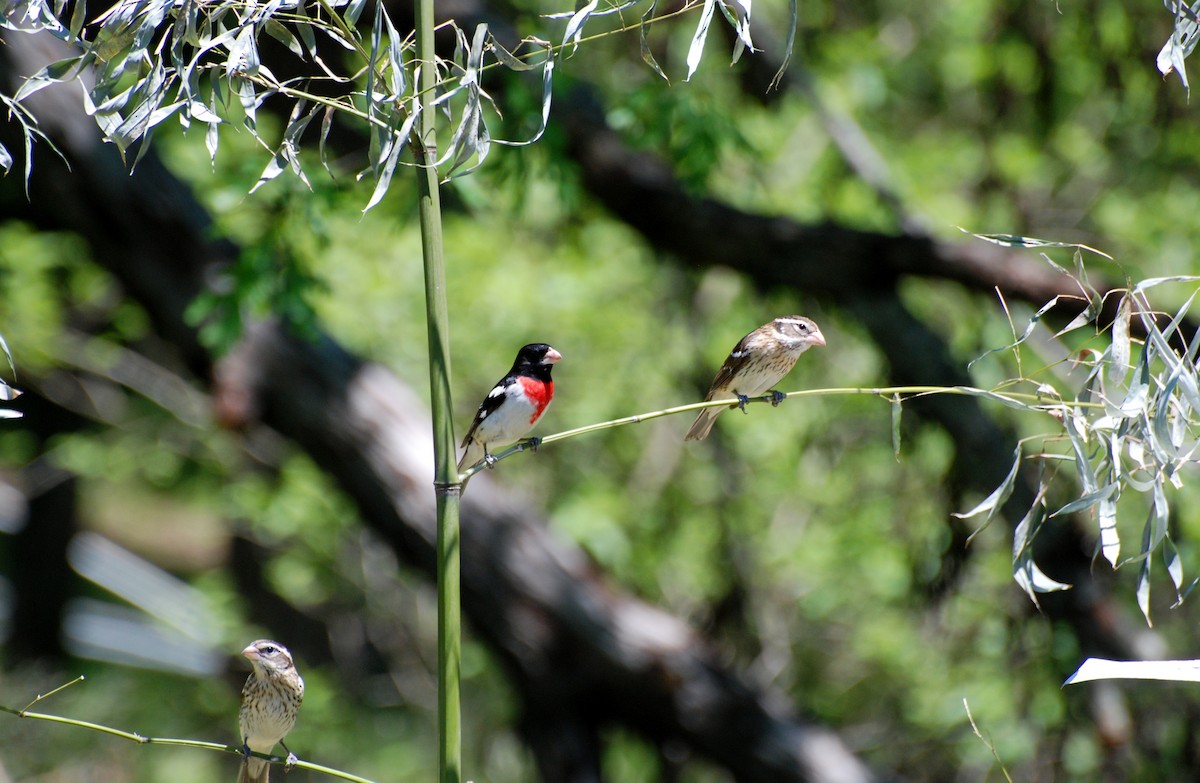 Rose-breasted Grosbeak - ML611307461