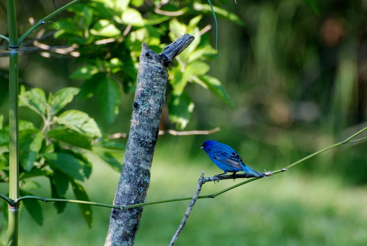 Indigo Bunting - Jerry Davis