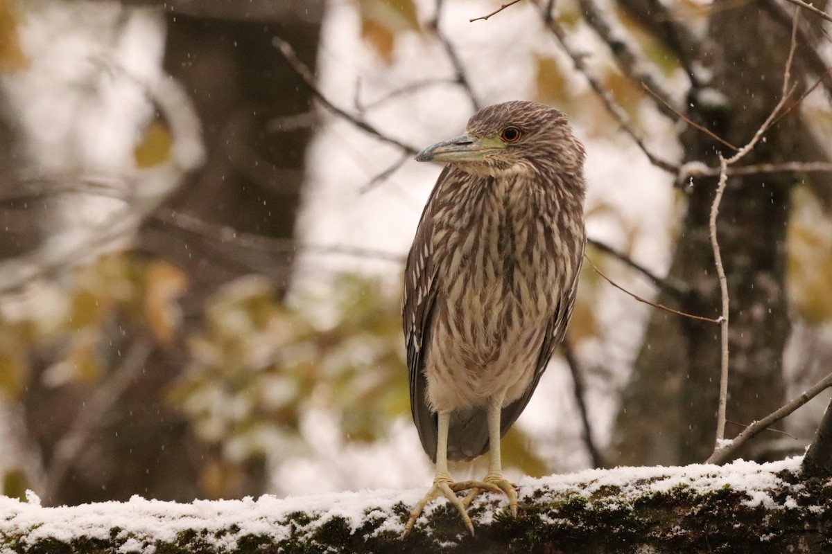 Black-crowned Night Heron - ML611307547