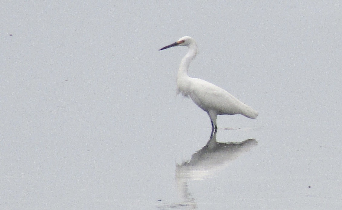 Snowy Egret - ML611307600