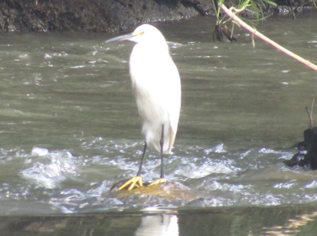 Snowy Egret - ML611307601