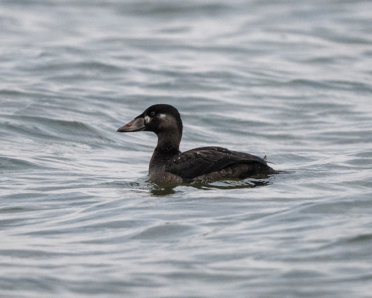 Surf Scoter - ML611307768