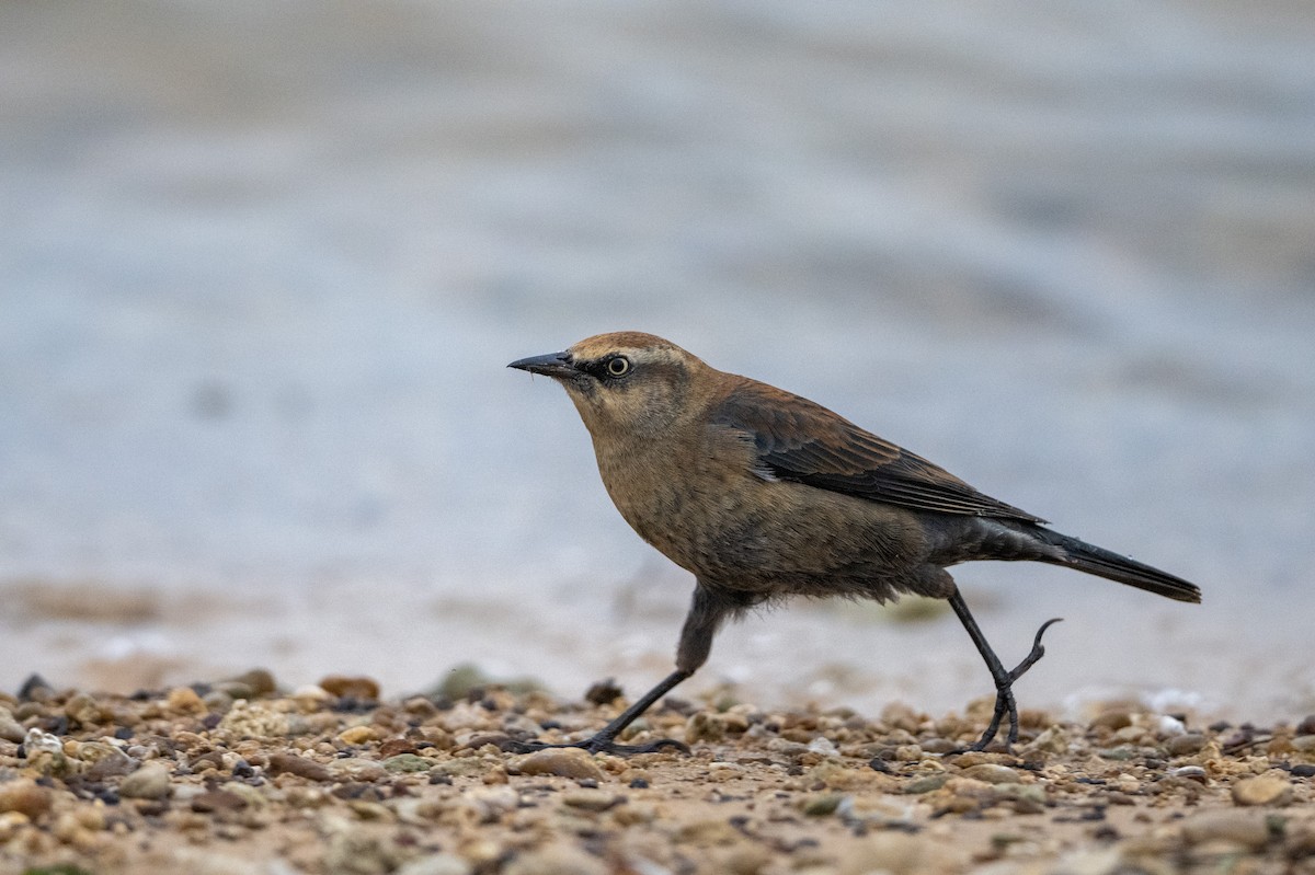 Rusty Blackbird - Robert Mustell