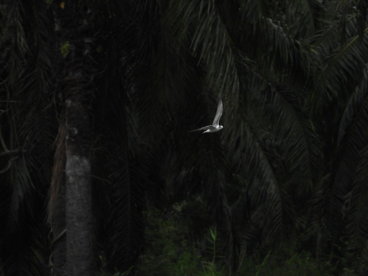 White-winged Tern - ML611307850