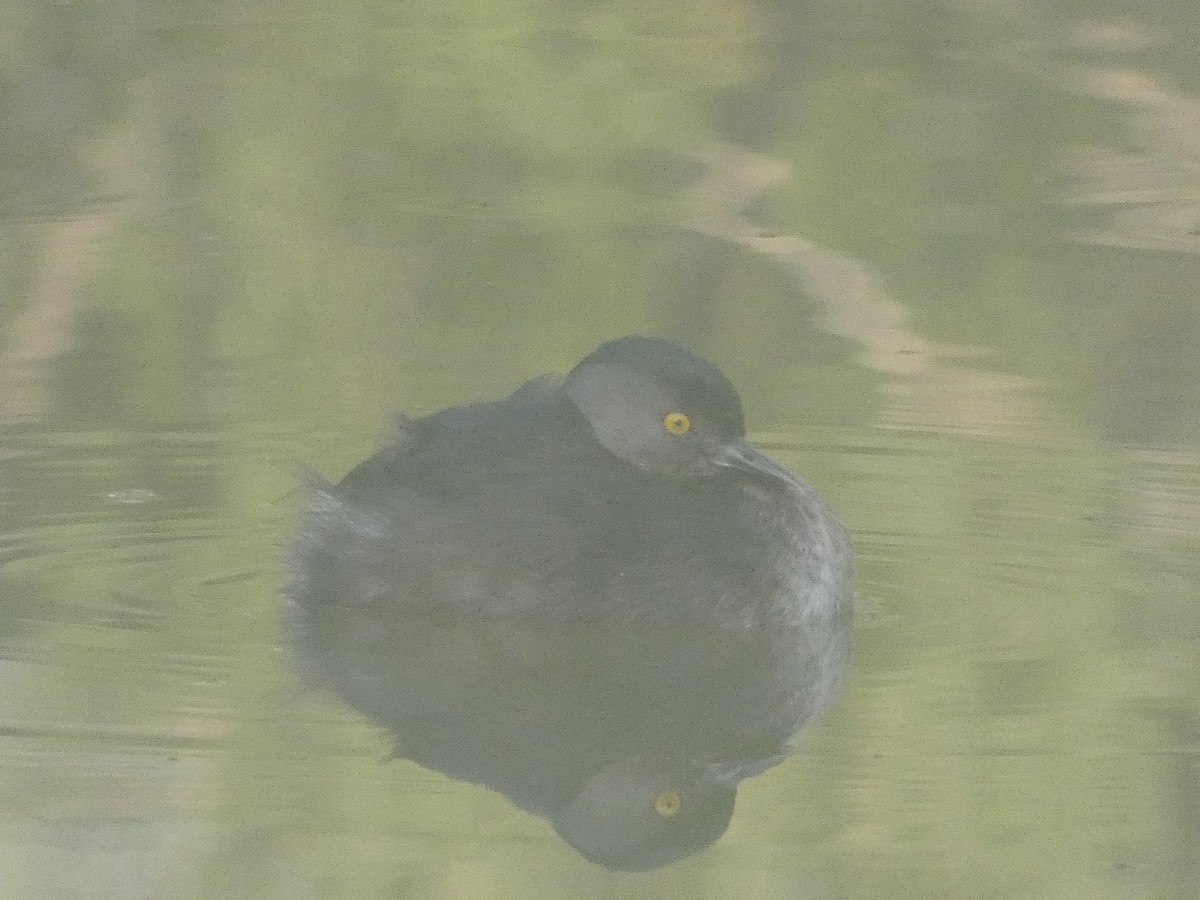 Least Grebe - ML611307898