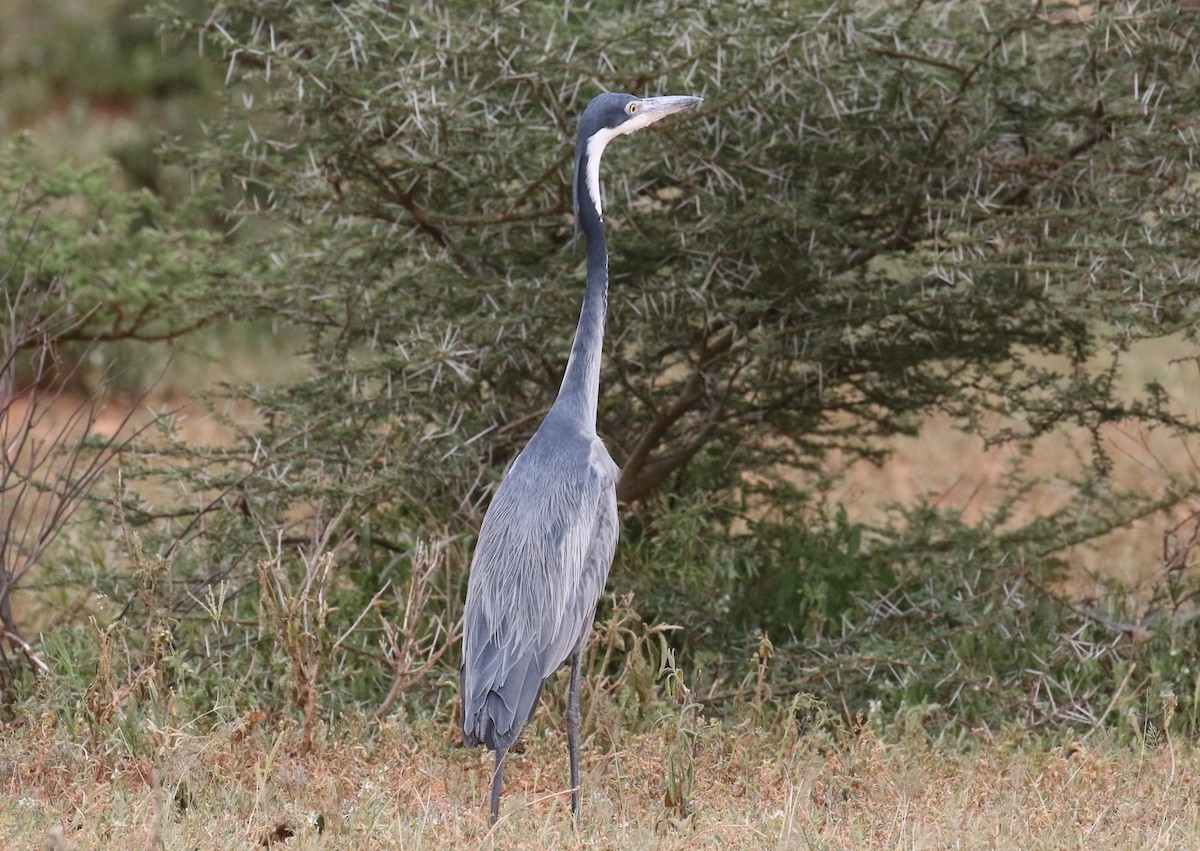 Black-headed Heron - ML611307928