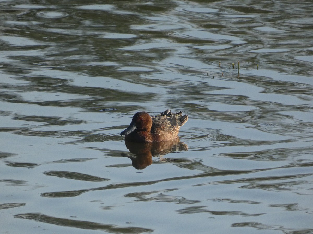 Cinnamon Teal - ML611307954