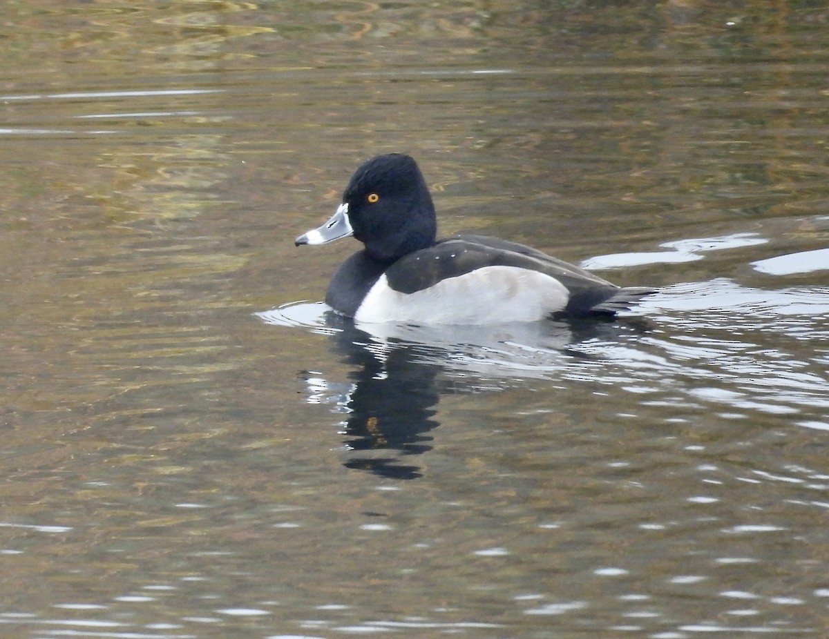 Ring-necked Duck - ML611307955