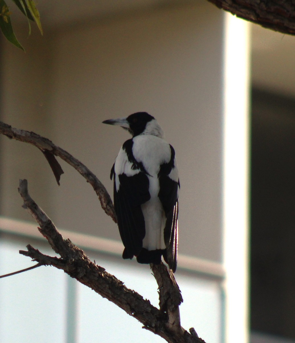 Australian Magpie (Black-backed) - ML611307972