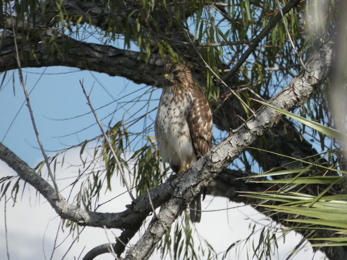 Red-shouldered Hawk - ML611307981