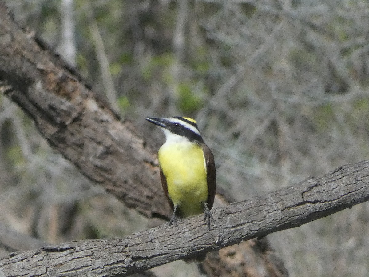 Great Kiskadee - ML611308006