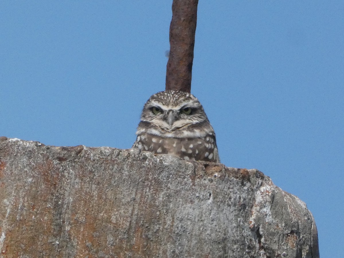 Burrowing Owl - Truitt Ellis