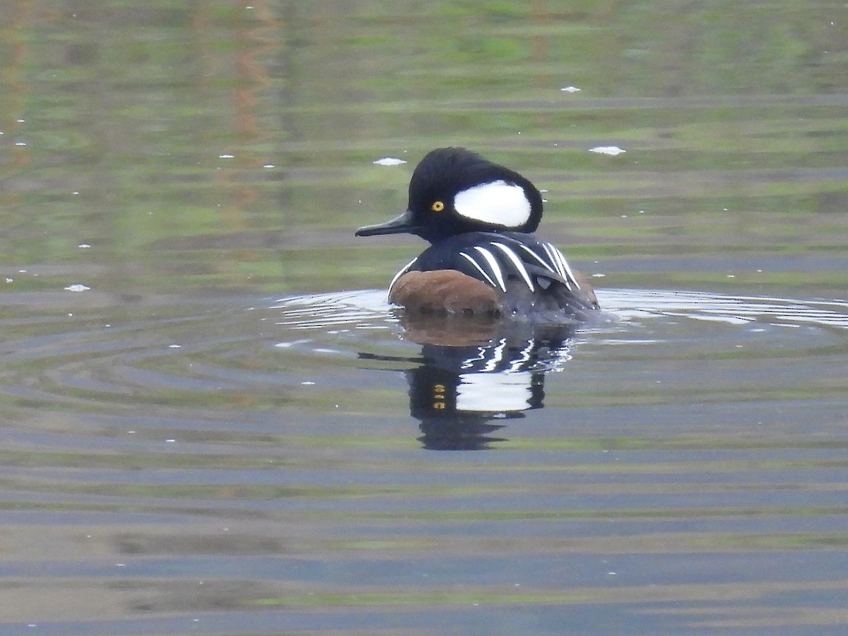 Hooded Merganser - ML611308080