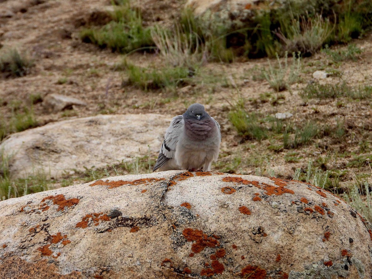 Pigeon des rochers - ML611308097