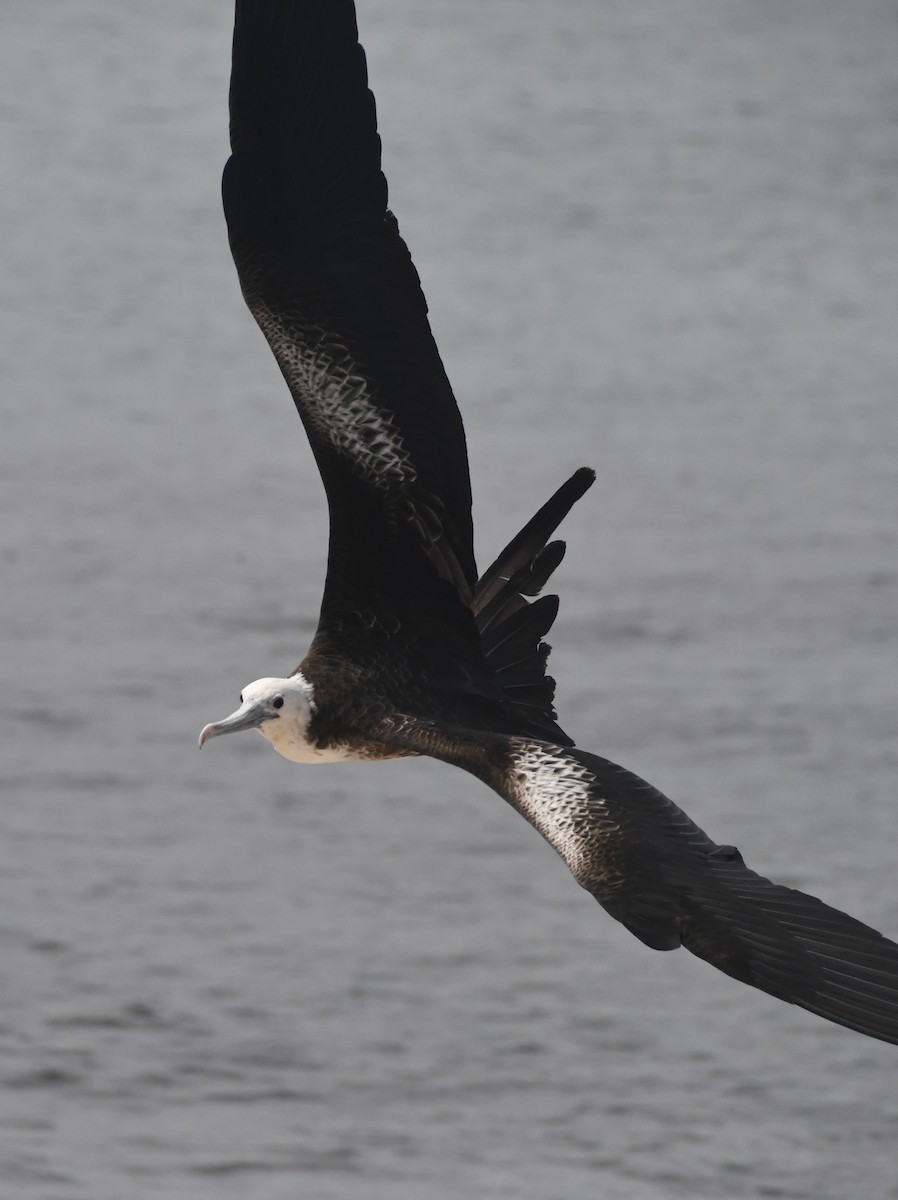 Magnificent Frigatebird - ML611308131