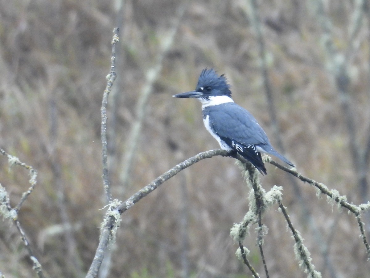 Belted Kingfisher - ML611308135