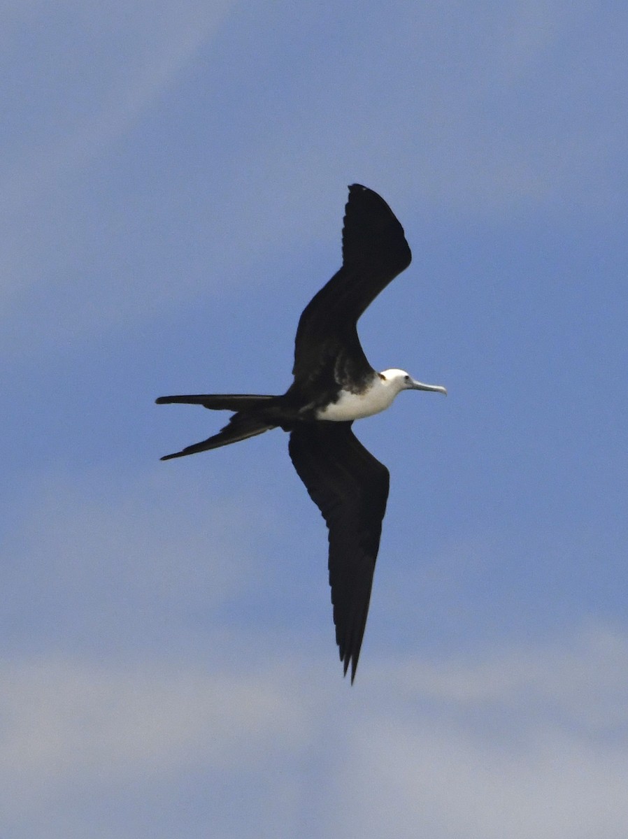 Magnificent Frigatebird - ML611308162