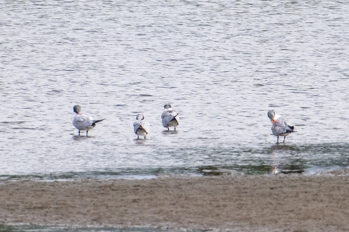 Caspian Tern - ML611308164