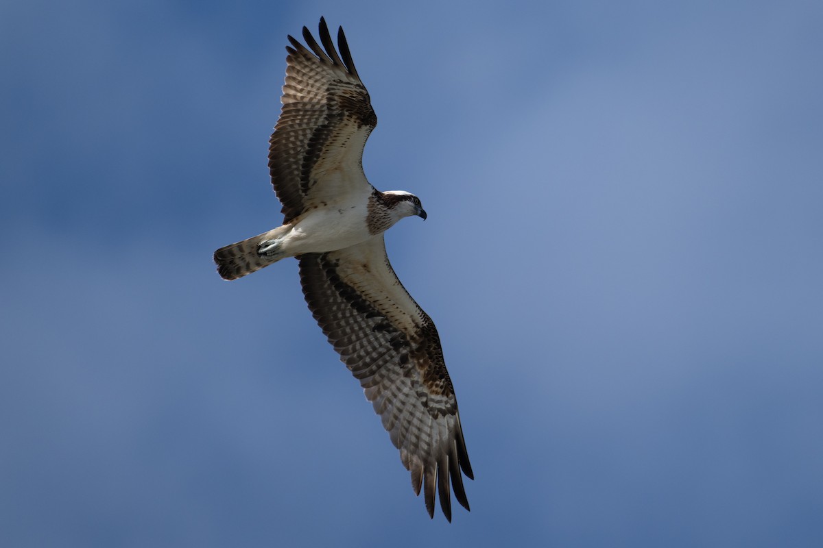 Osprey (haliaetus) - ML611308171